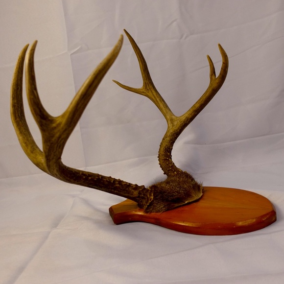 Real Deer Antlers wall deco - Picture 3 of 6